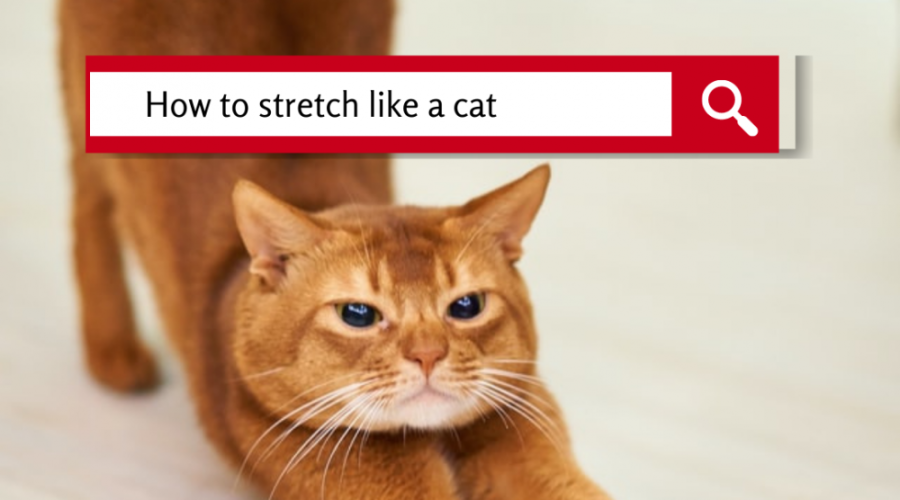 how-to-strech-like-a-cat.png